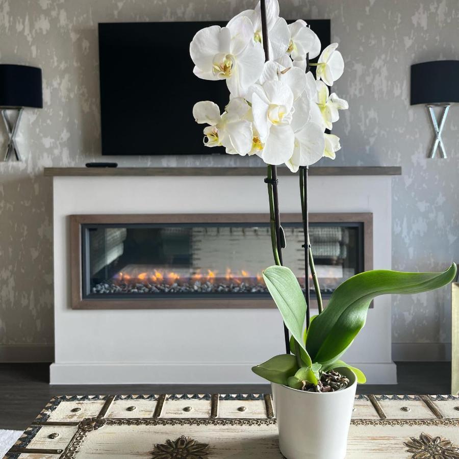 Boulevard Hotel Blackpool Extérieur photo A white orchid in a living room